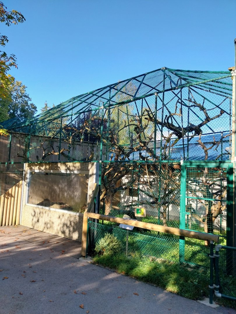 Monkey House - Black-capped capuchin enclosure