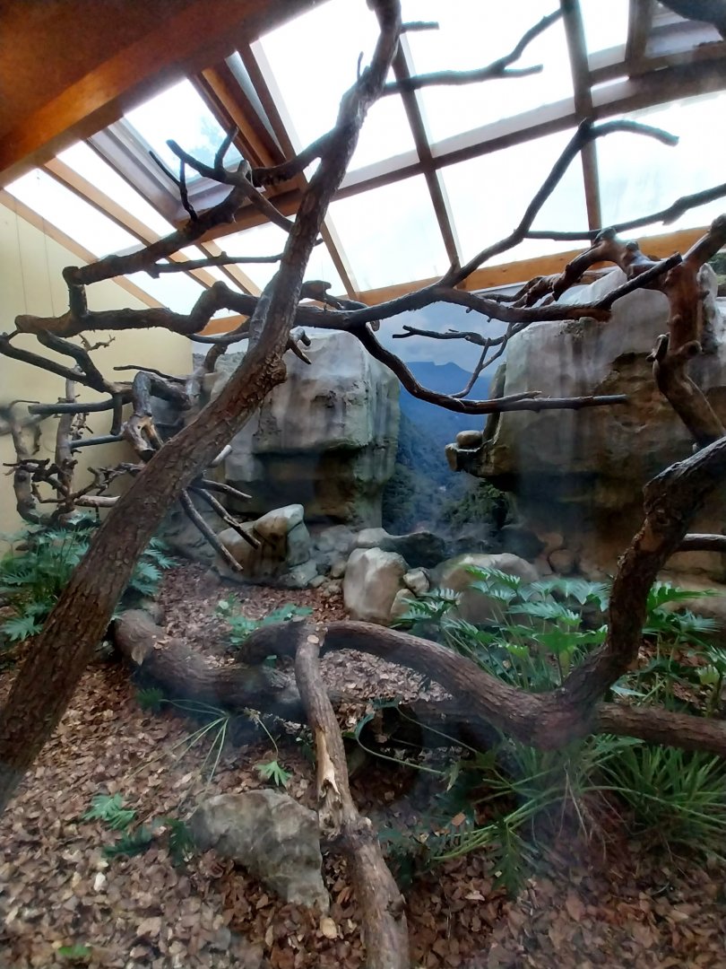 Monkey House - Black-capped capuchin enclosure