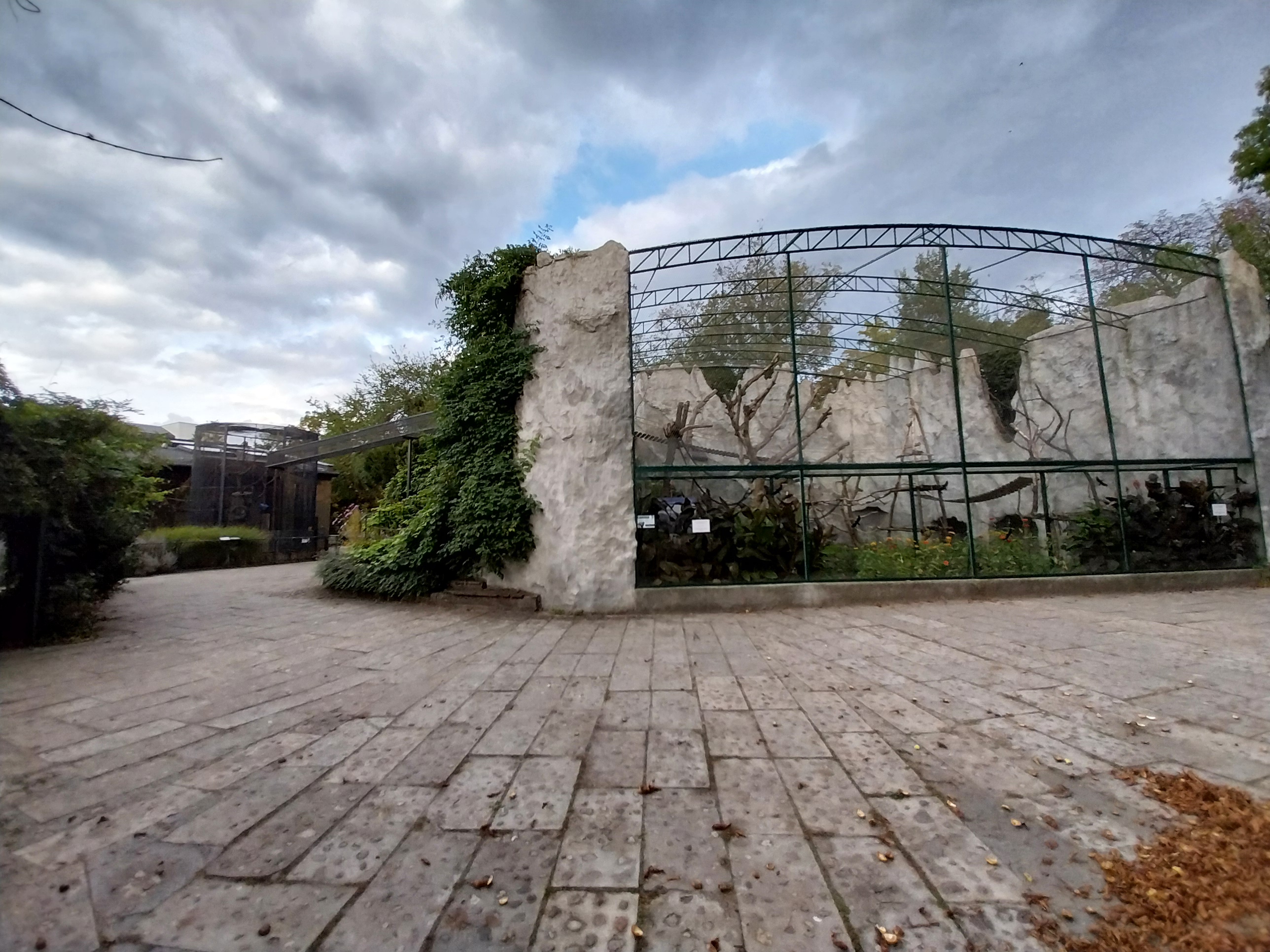 Monkey House - Black-capped Capuchin (Sapajus apella)