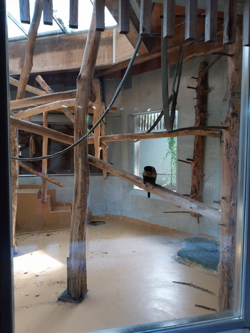 Monkey house (black-capped capuchin)