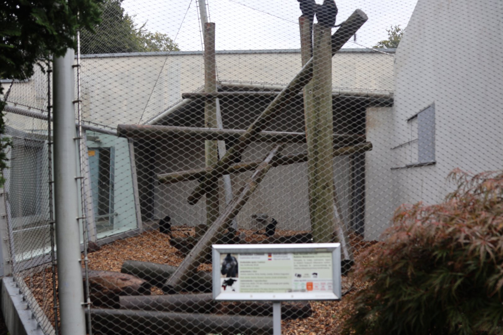 Monkey House - Black-crested mangabey enclosure
