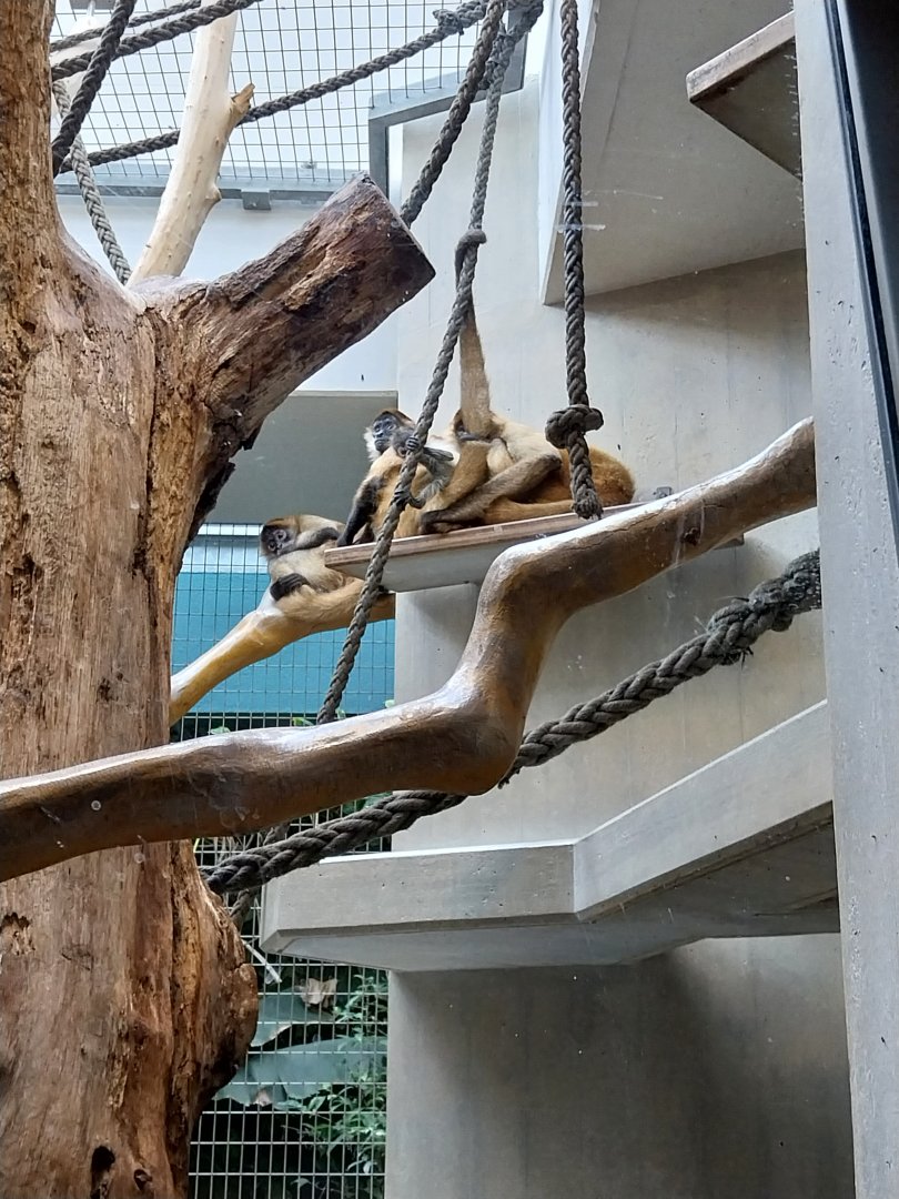Monkey house - Black-handed spider monkey (Ateles geoffroyi)