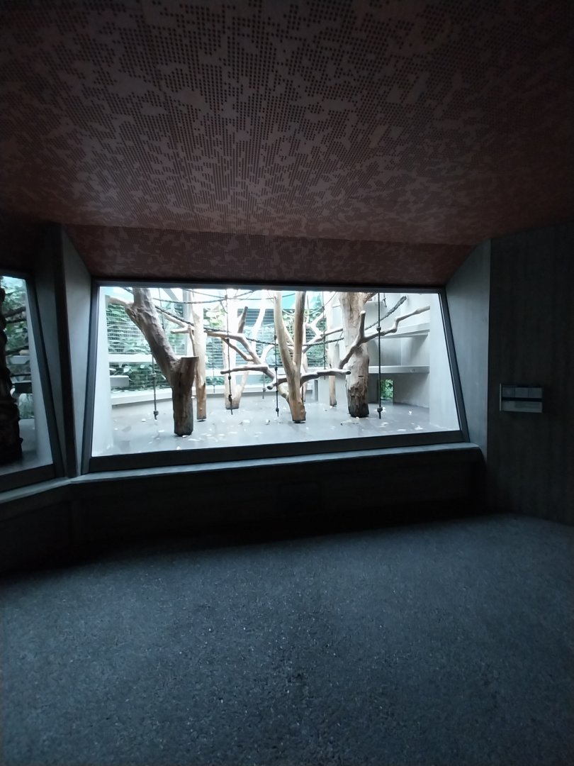 Monkey house - Black-handed spider monkey exhibit