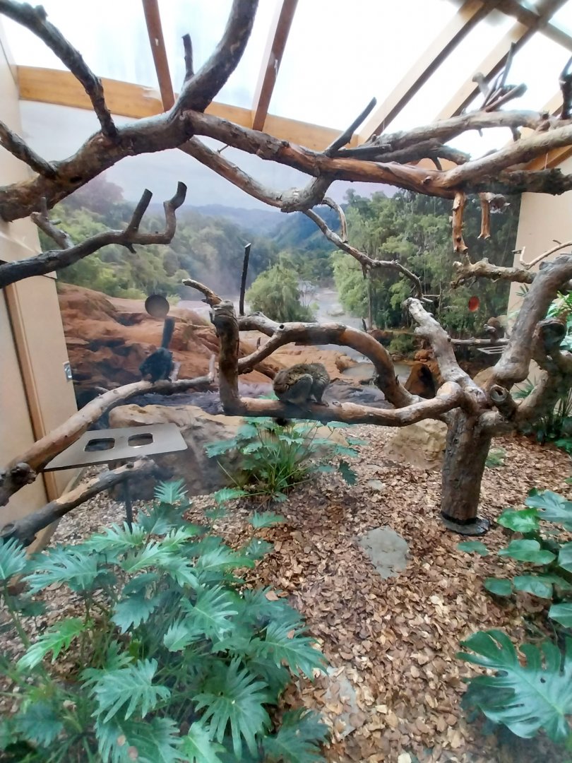 Monkey House - Blue-eyed black lemur enclosure