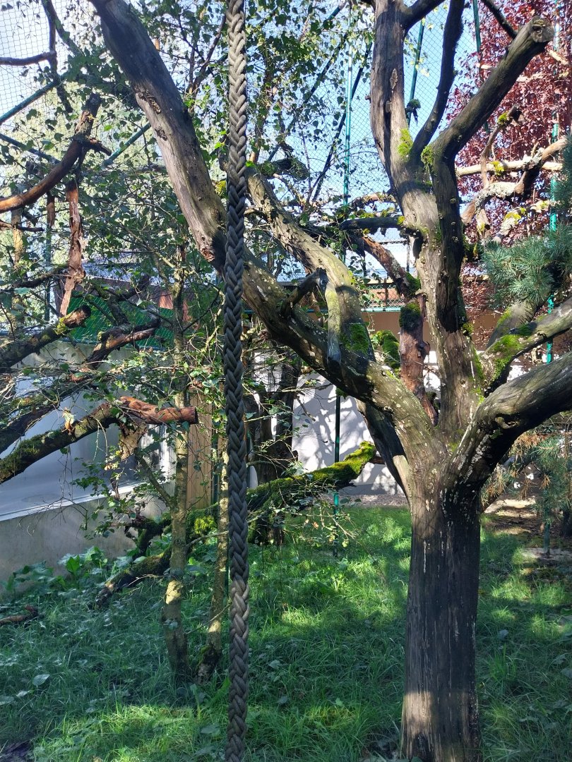 Monkey House - Blue-eyed black lemur encloure