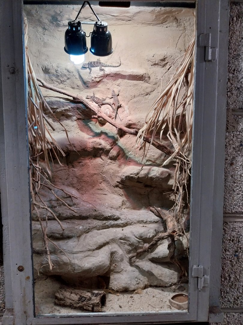 Monkey House - Blue Spiny Lizard (Sceloporus serrifer)