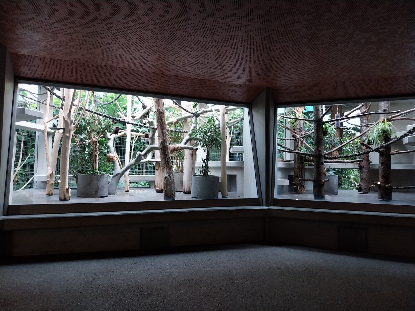 Monkey house - Bolivian squirrel monkey (left) and white-faced saki (right)