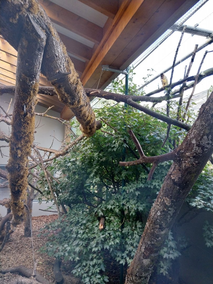 Monkey House - Bolivian squirrel monkey outdoors enclosure