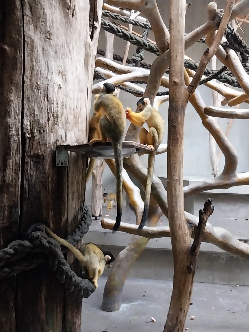Monkey house - Bolivian squirrel monkey (Saimiri boliviensis boliviensis)