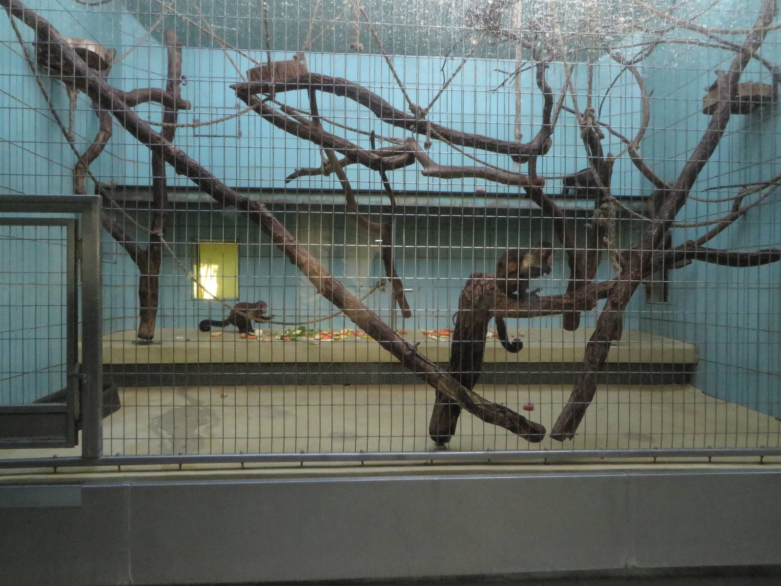 Monkey house - capuchin indoors