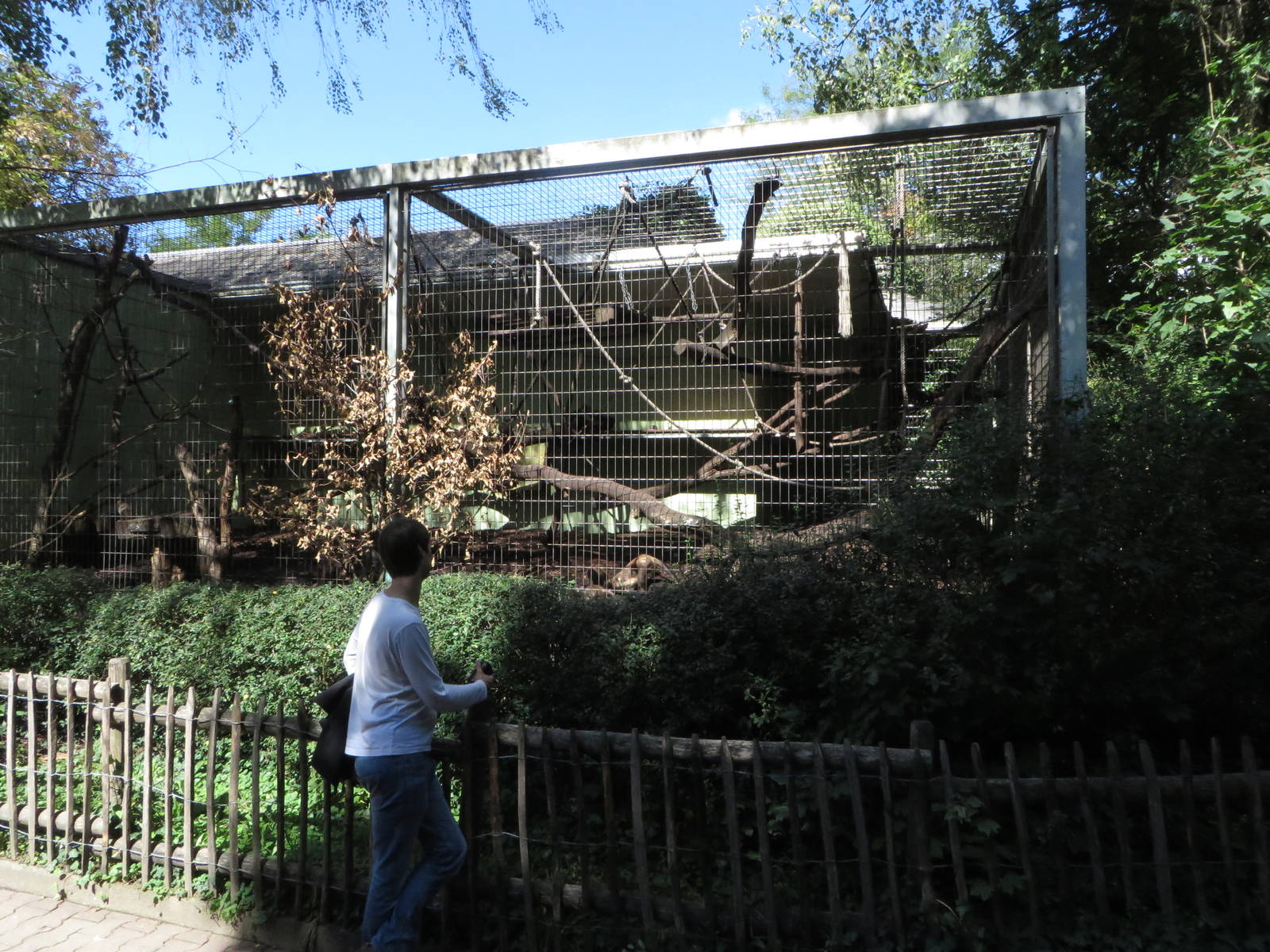 Monkey house - capuchin outdoors