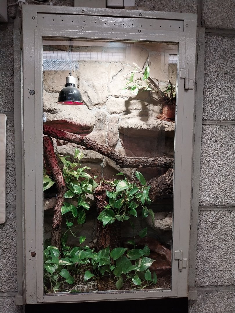 Monkey House - Carpet python (Morelia spilota)