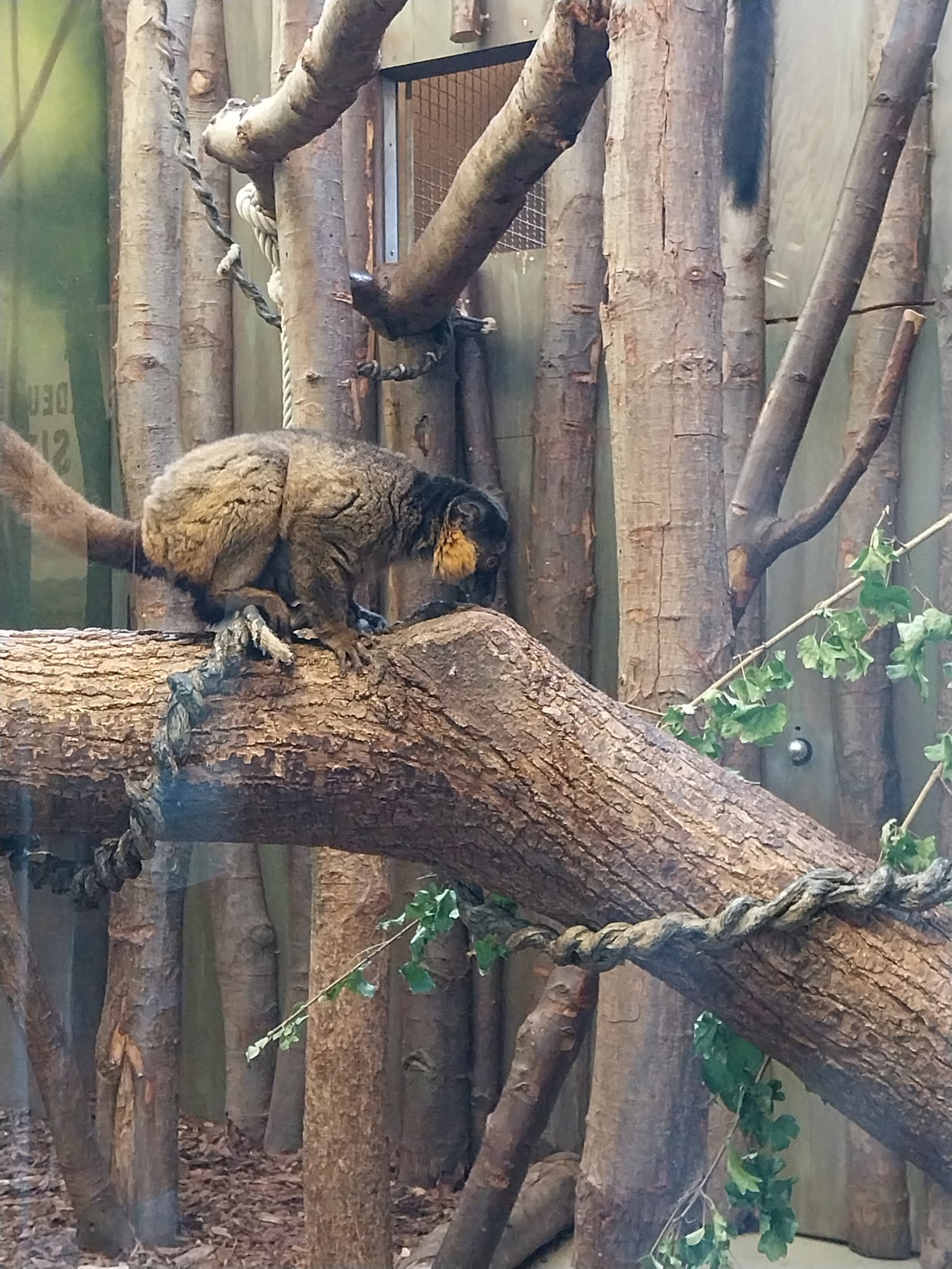 Monkey House - Collared Lemur (Eulemur collaris)