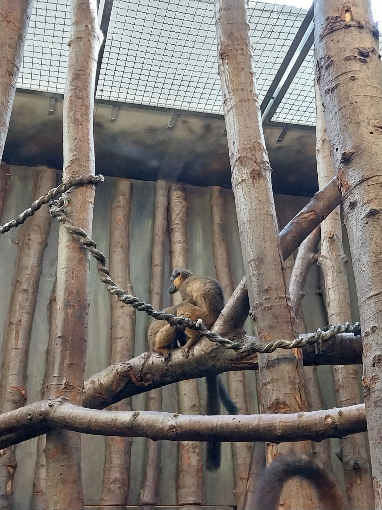 Monkey House - Collared Lemur (Eulemur collaris)