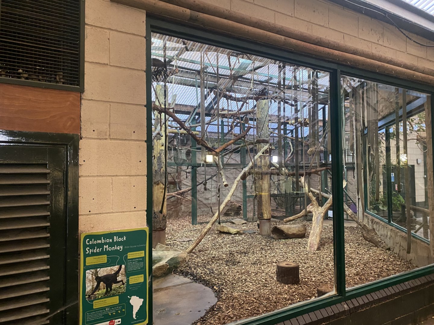 Monkey House - Colombian black spider monkey exhibit 191021