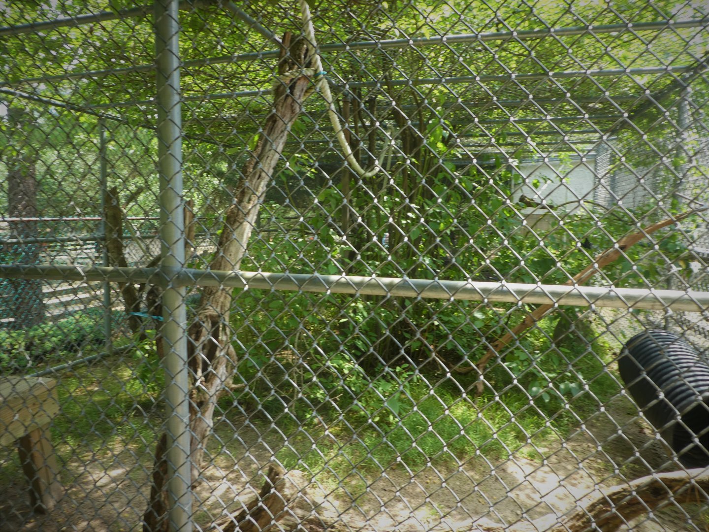 Monkey House - Colombian White-faced Capuchin Exhibit