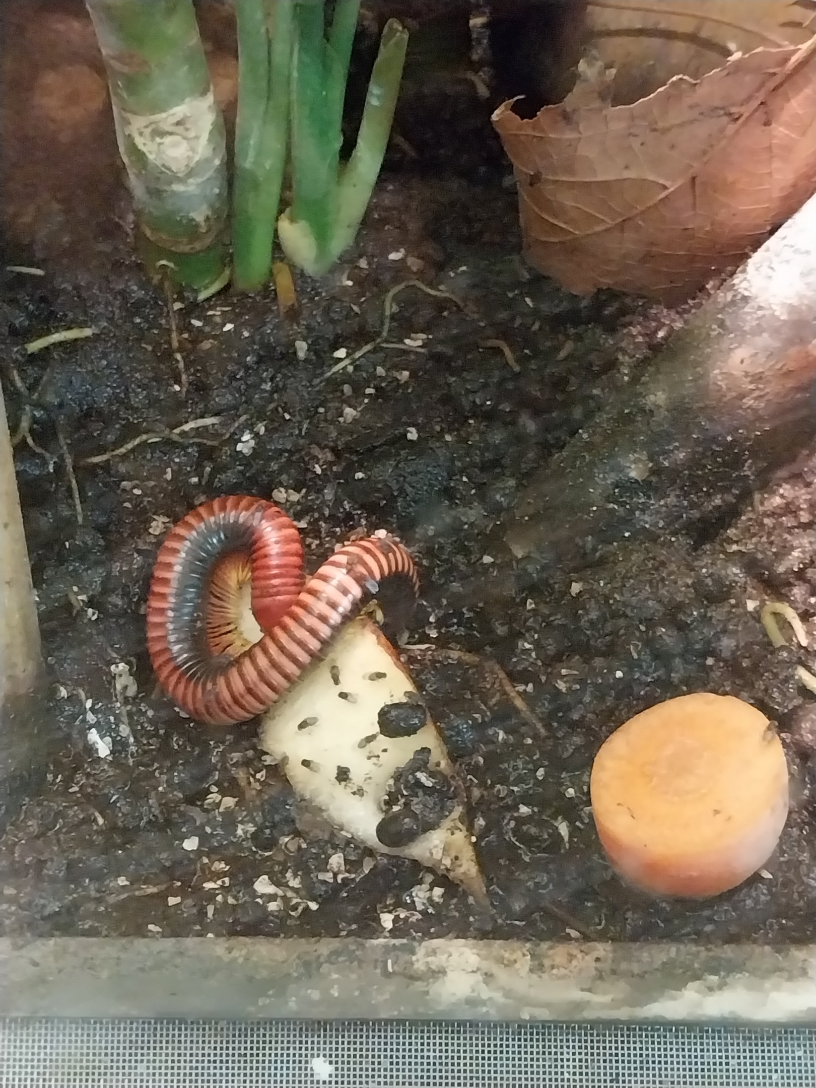 Monkey House - Common Madagascar Fire-millipede (Aphistogoniulus hova)