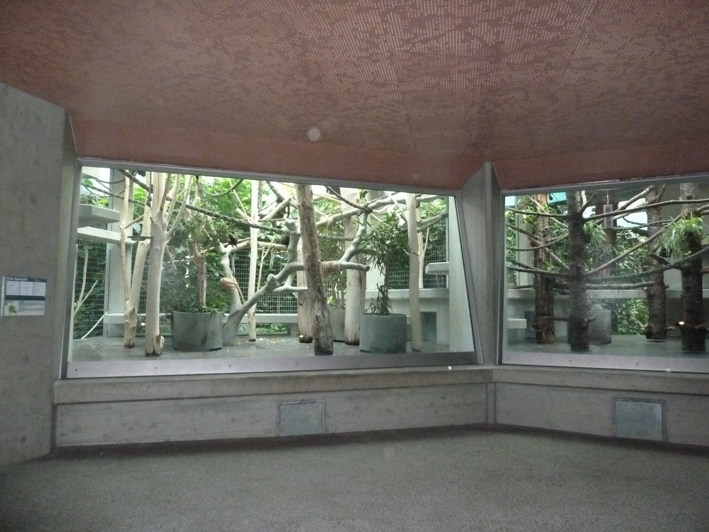 Monkey house - Coppery titi exhibit