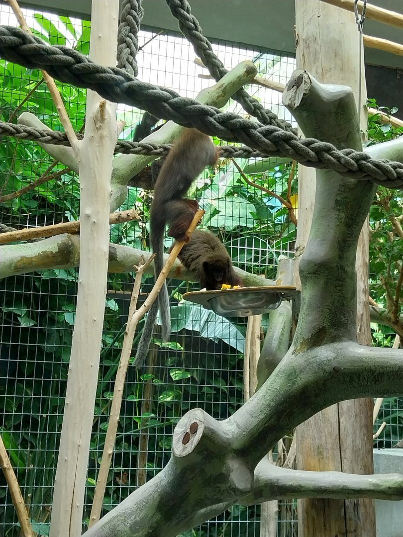 Monkey house - Coppery titi (Plectorucebus cupreus)