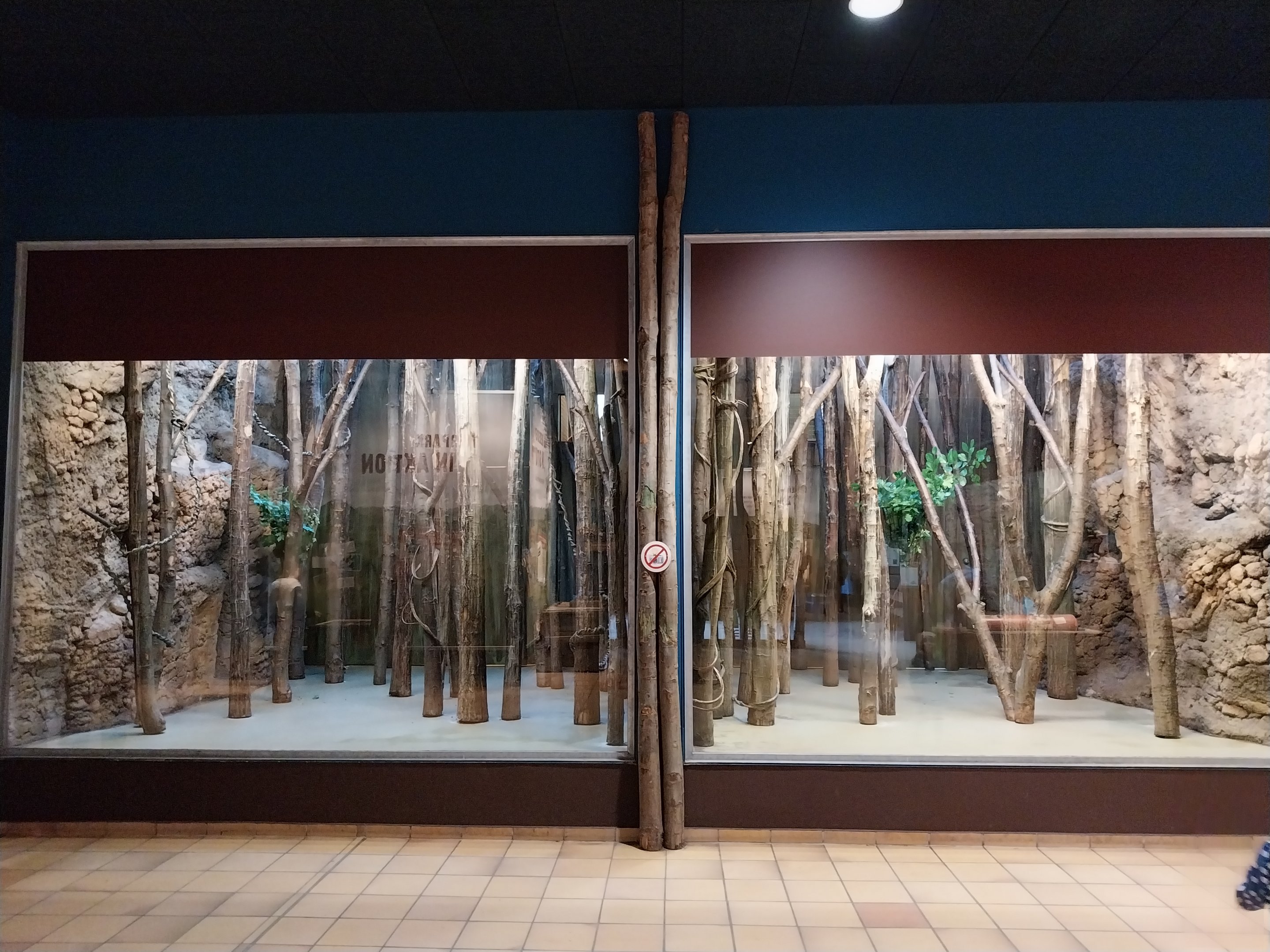 Monkey House - Coquerel's Sifaka (Propithecus coquereli)