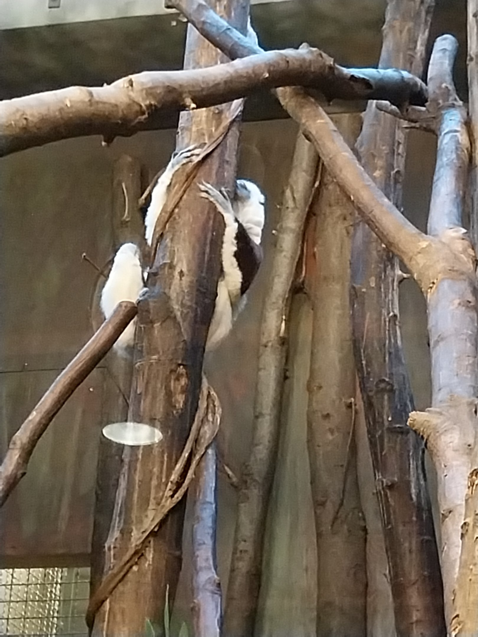 Monkey House - Coquerel's Sifaka (Propithecus coquereli)