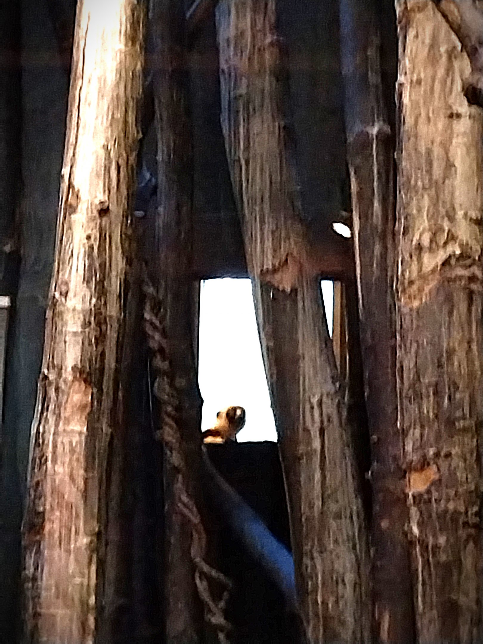 Monkey House - Coquerel's Sifaka (Propithecus coquereli)