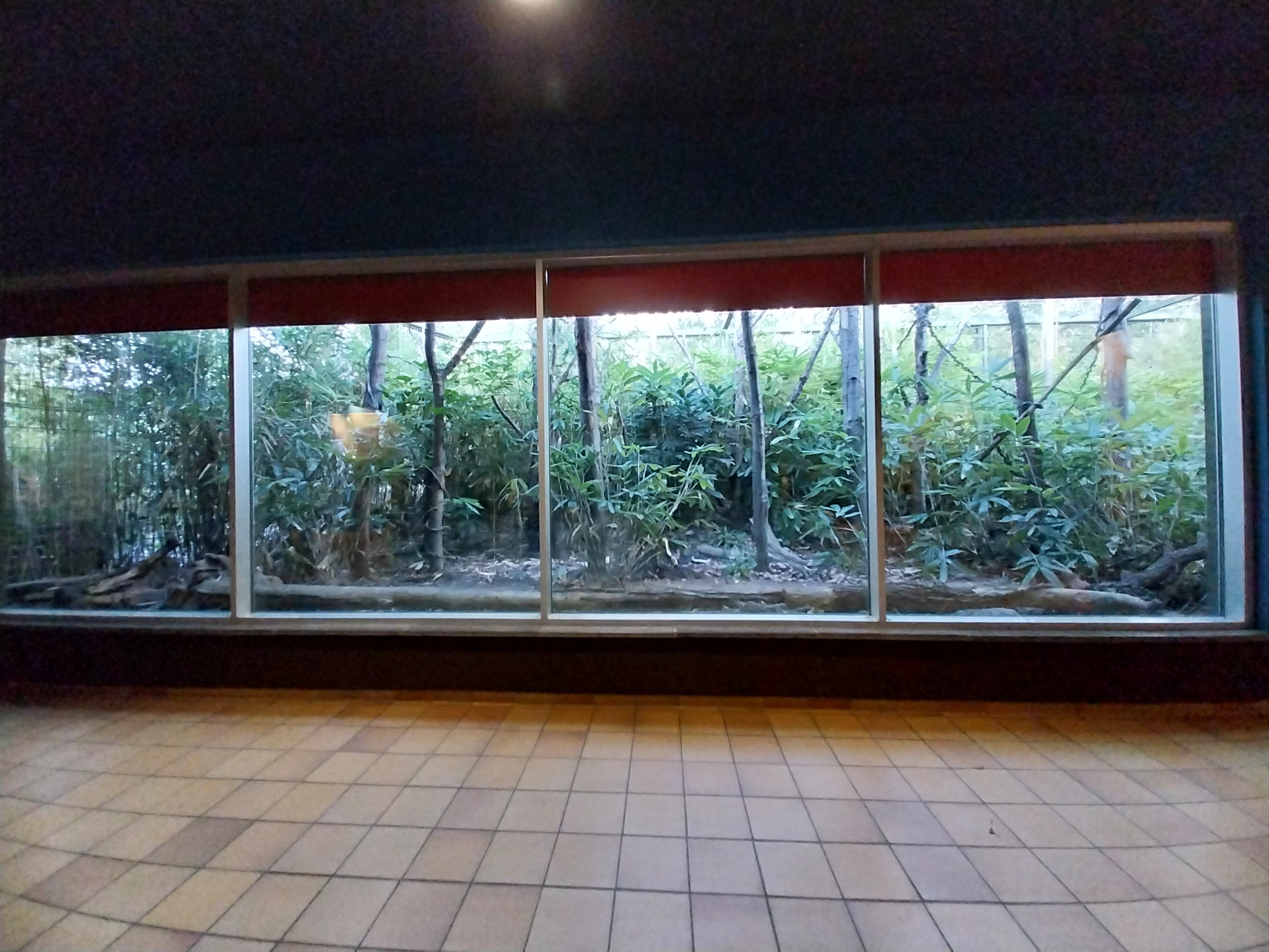 Monkey House - Coquerel's Sifaka (Propithecus coquereli)