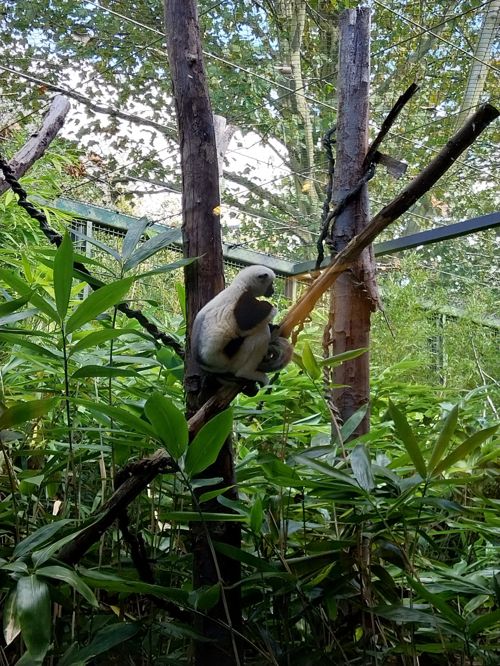 Monkey House - Coquerel's Sifaka (Propithecus coquereli)