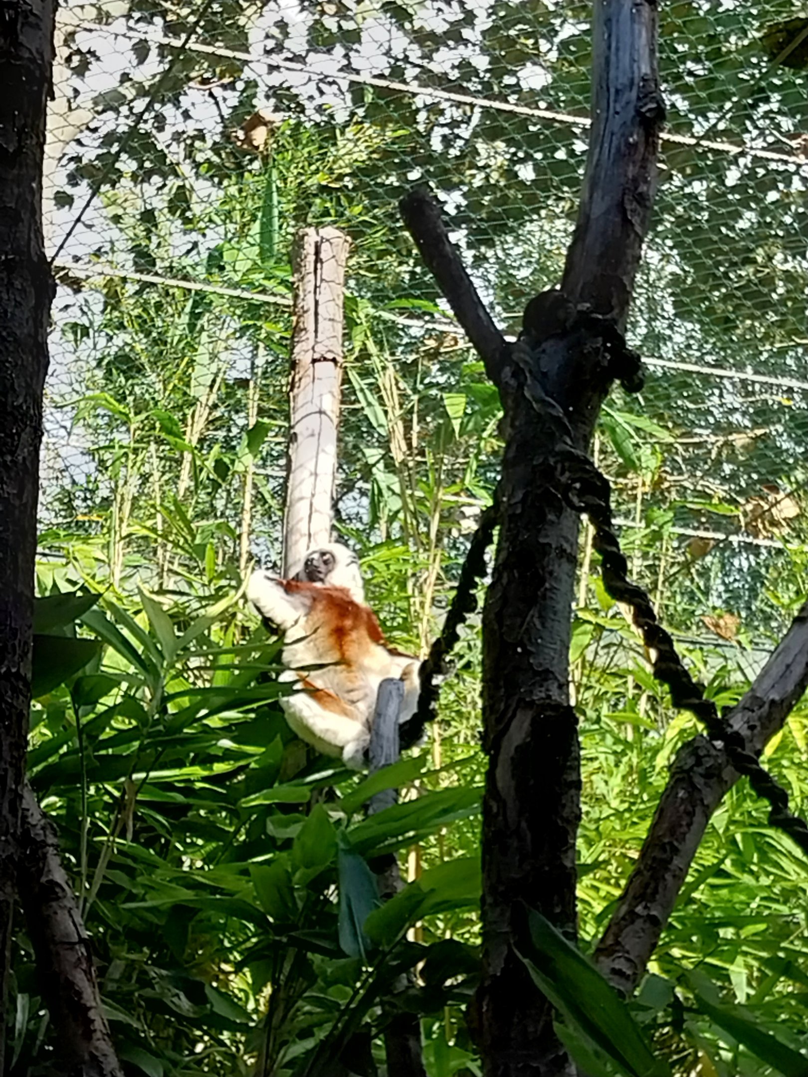 Monkey House - Coquerel's Sifaka (Propithecus coquereli)