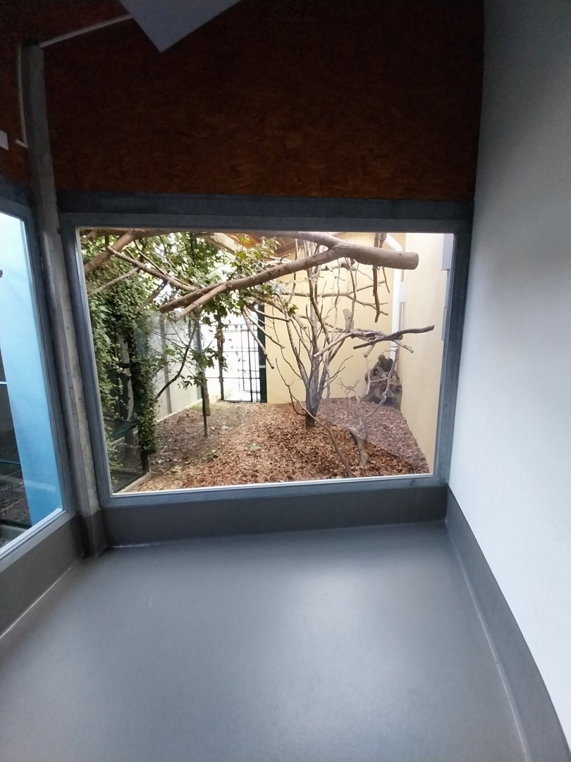 Monkey House - Cotton-top tamarin and bearded emperor tamarin outdoors enclosure