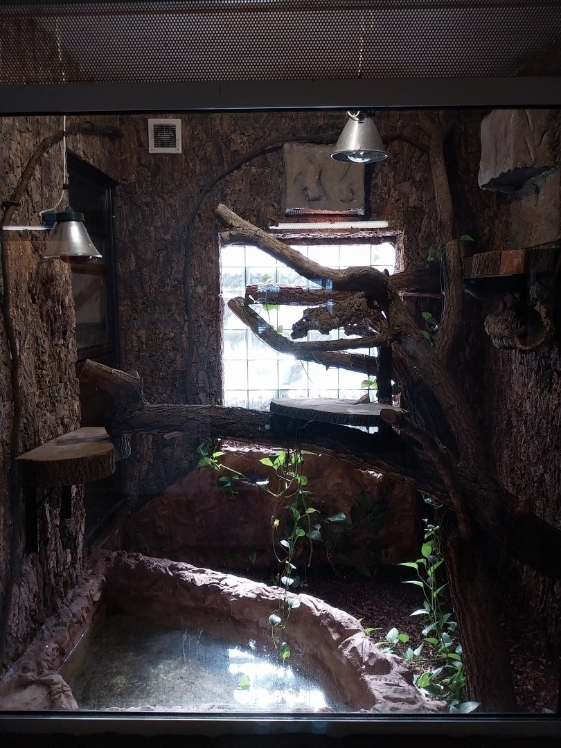 Monkey House - Cuban Tree Boa (Chilabothrus angulifer = Epicrates angulifer)