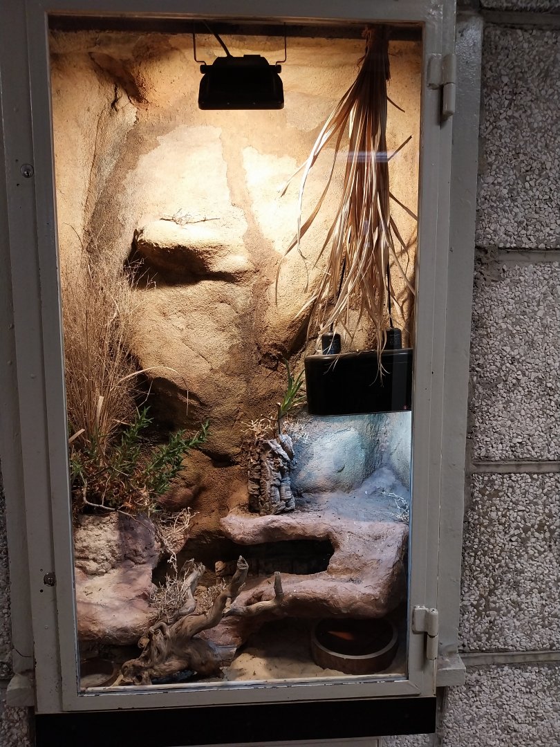 Monkey House - Dwarf Bearded Dragon (Pogona henrylawsoni)