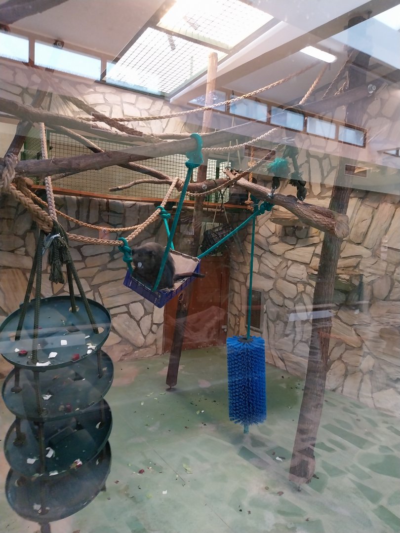 Monkey House - Eastern putty-nosed monkey (Cercopithecus nictitans nictitans)