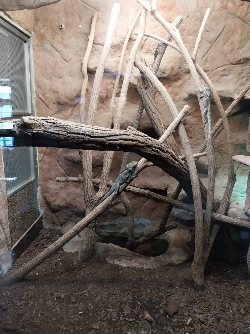 Monkey House - Frilled Lizard (Chlamydosaurus kingii)