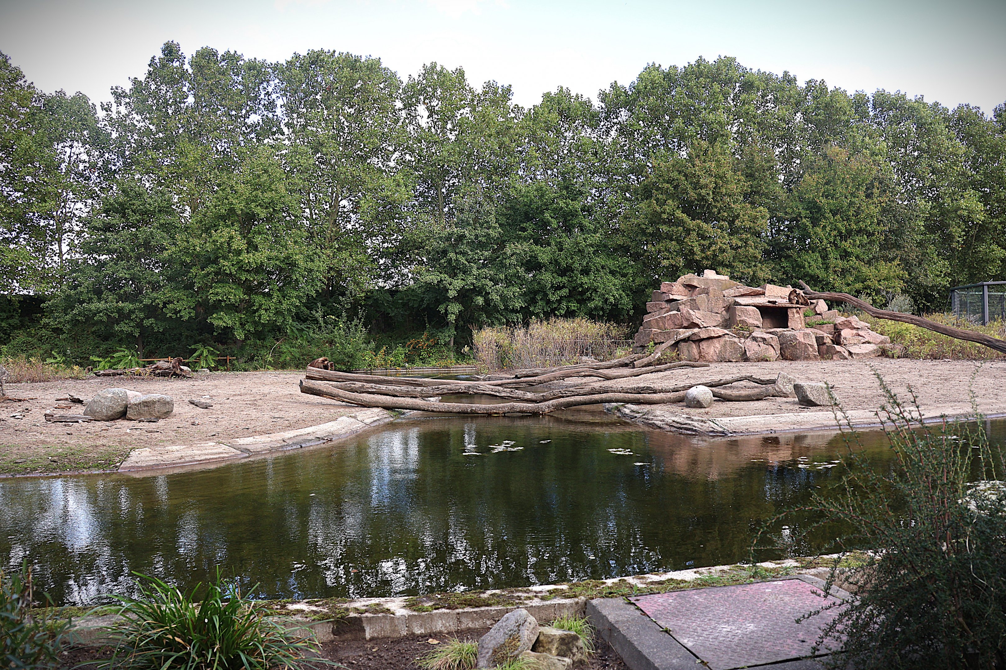 Monkey House - Gelada Baboon (Theropithecus gelada)