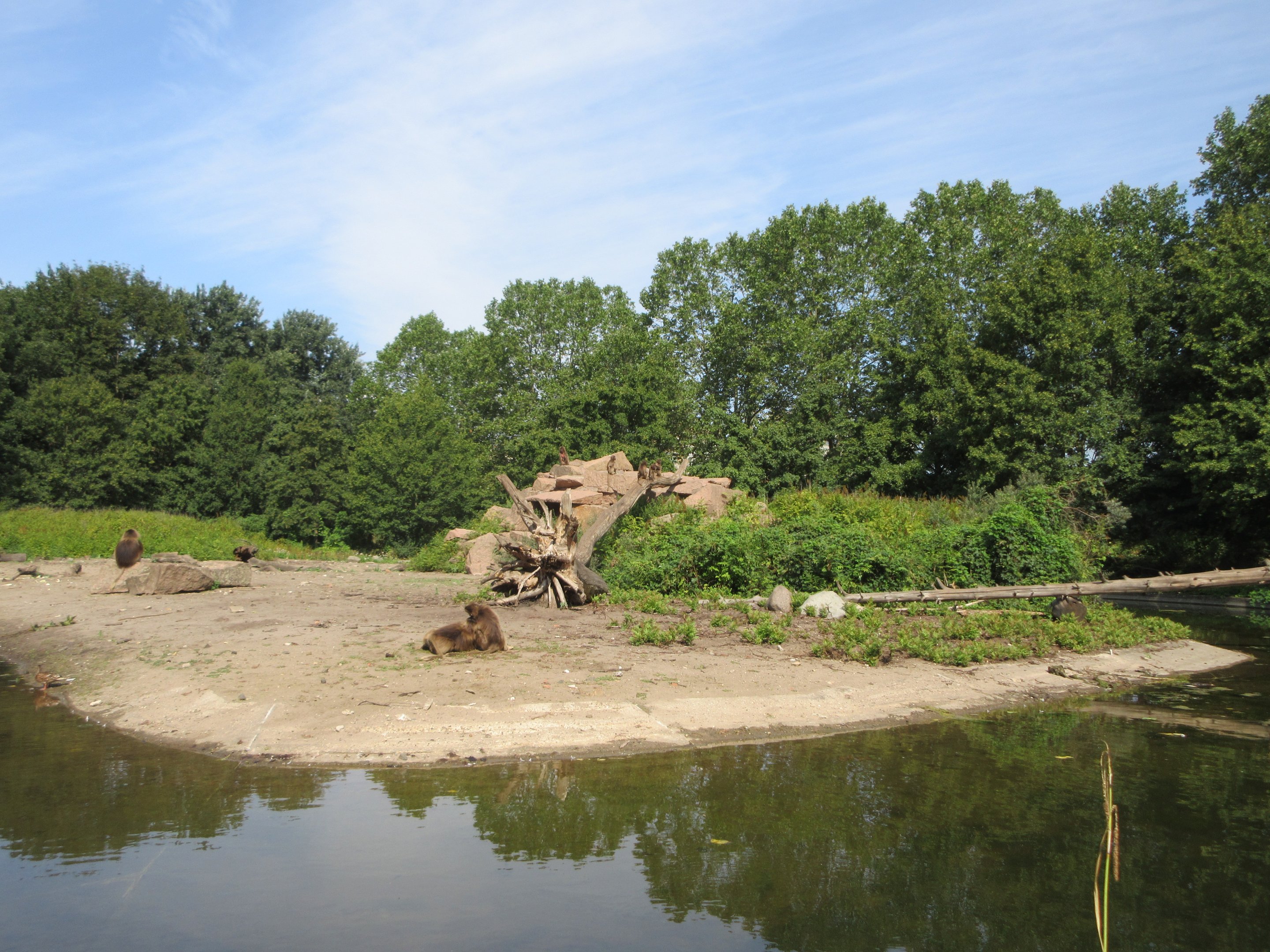 Monkey House - Gelada Exhibit