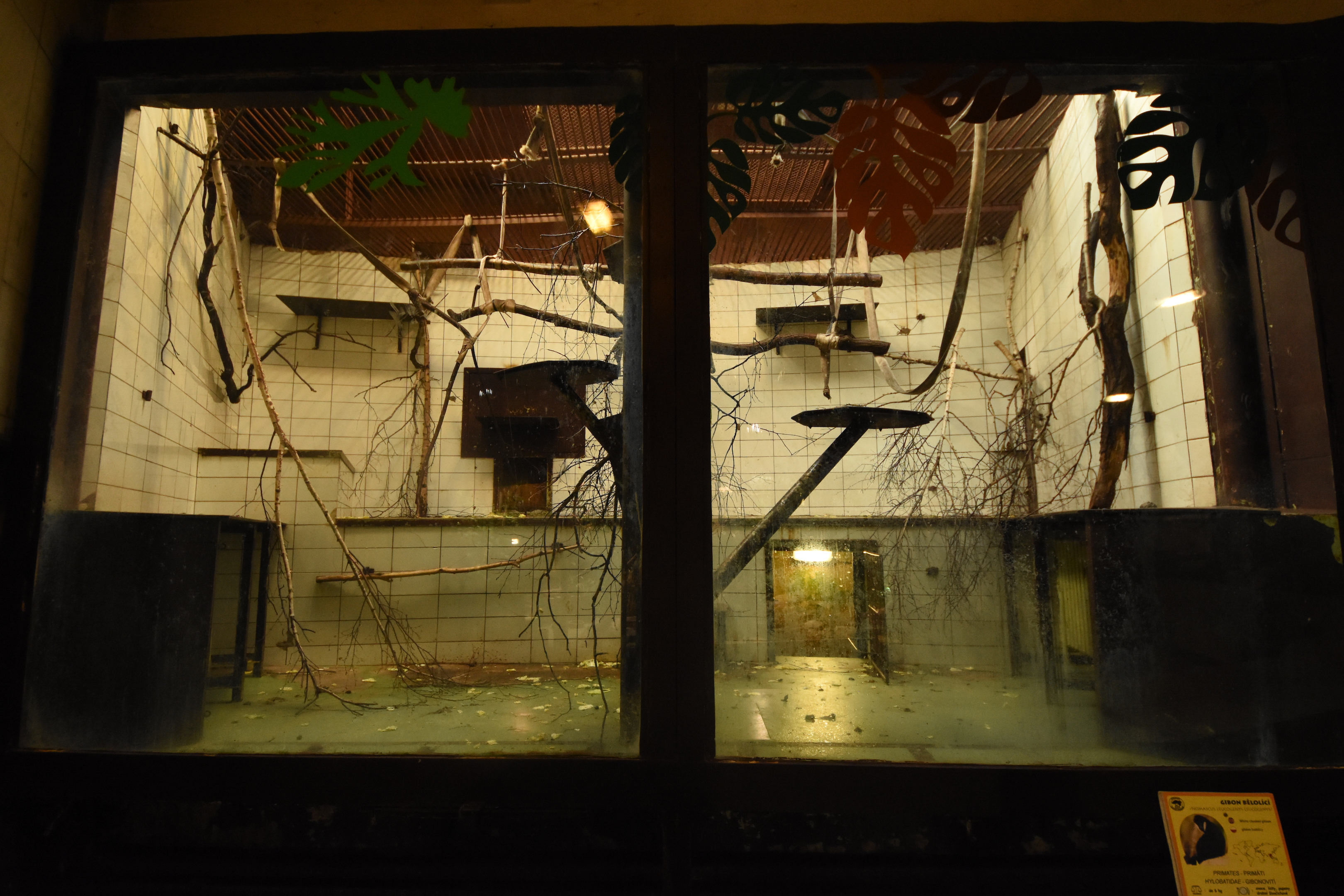 Monkey house - Gibbon indoors