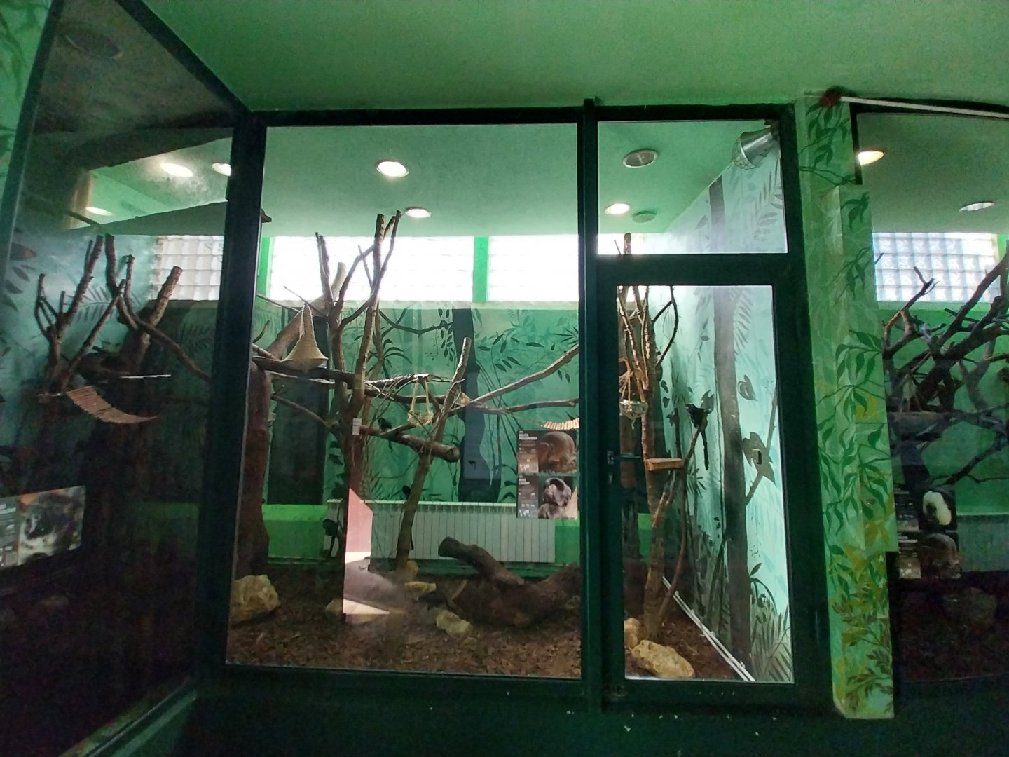 Monkey House - Goeldi's (Callimico goeldii)