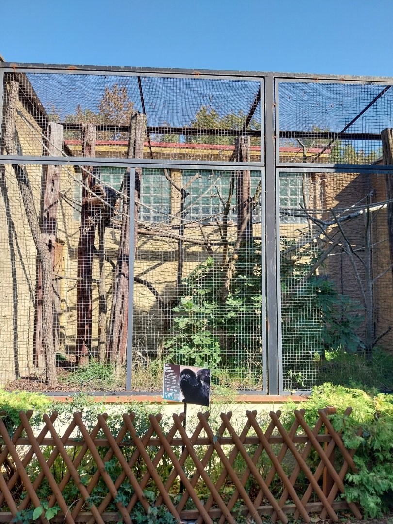 Monkey House - Goeldi's (Callimico goeldii)