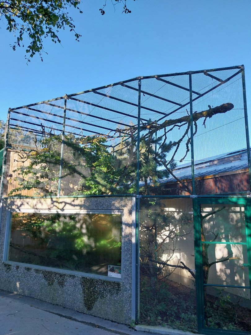 Monkey House - Goeldi's monkey and Palawan peacock-pheasant