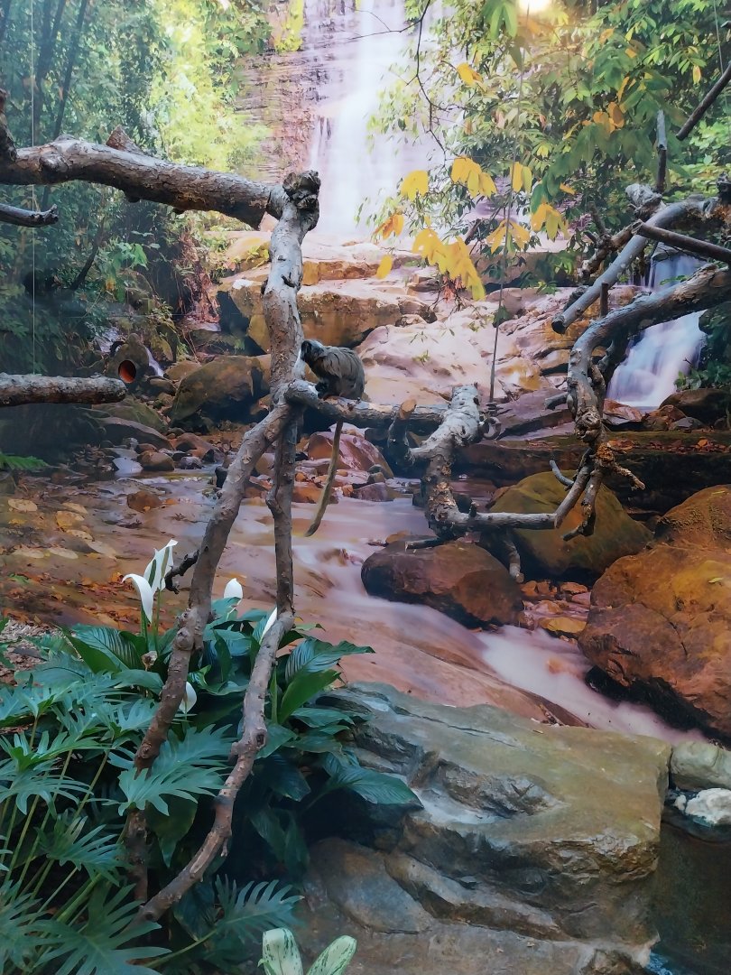 Monkey House - Goeldi's monkey enclosure