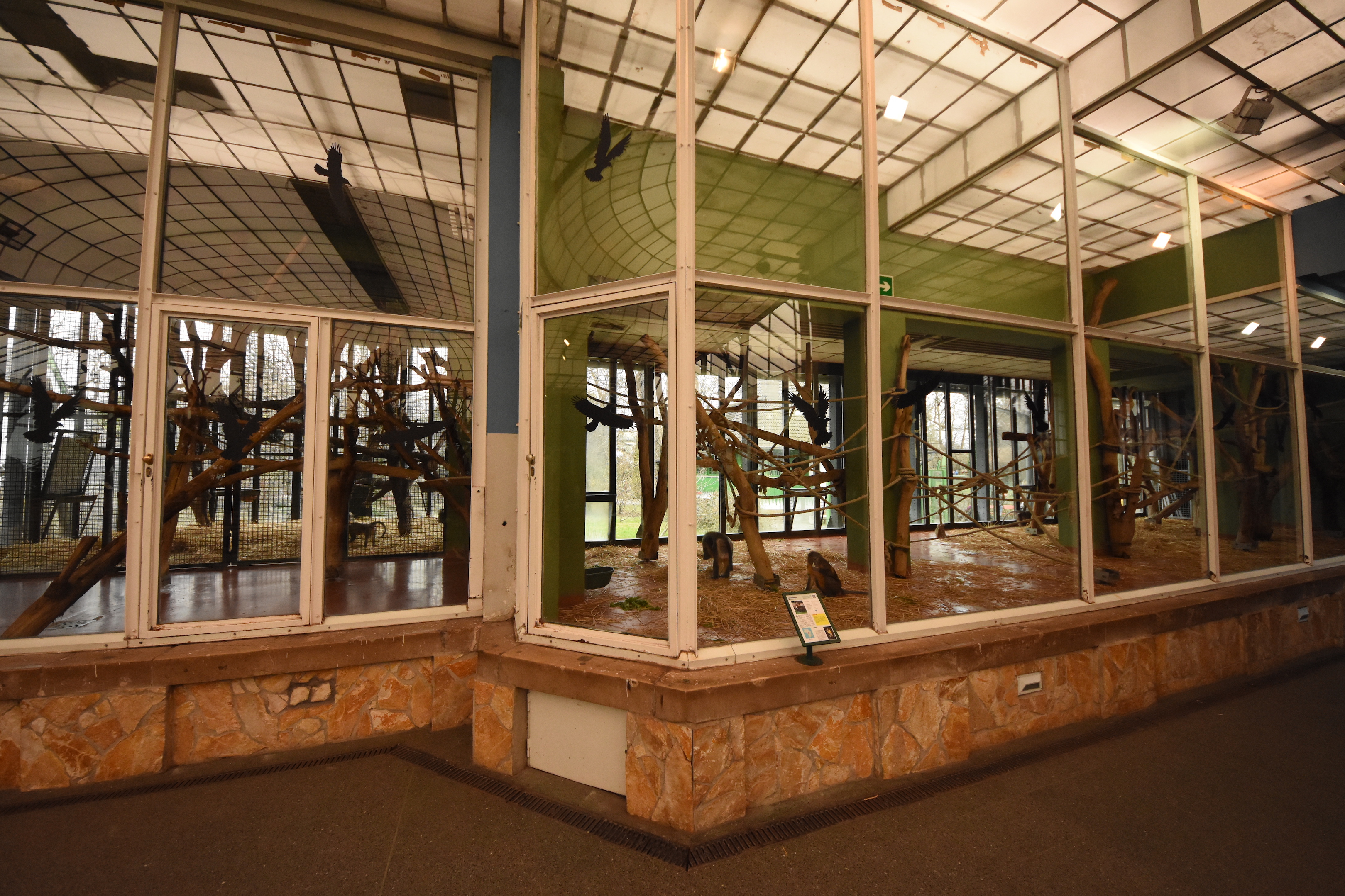 Monkey house - Golden-bellied mangabey