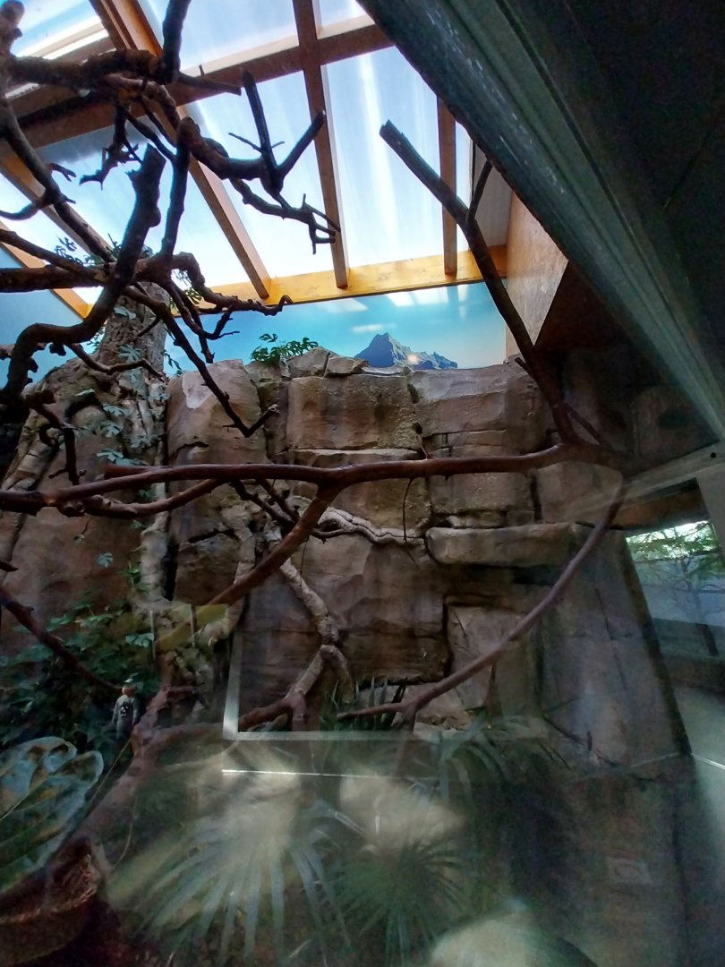 Monkey House - Golden-headed lion tamarin and Cotton-top tamarin enclosure