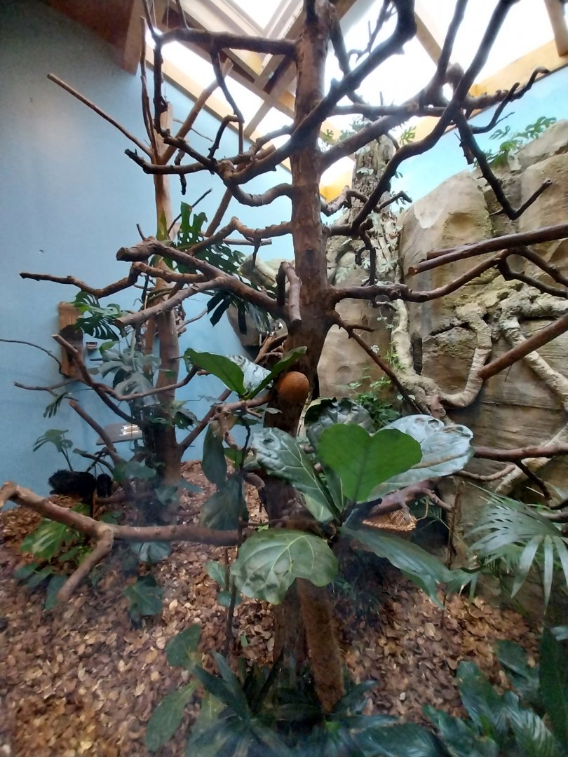 Monkey House - Golden-headed lion tamarin and Cotton-top tamarin enclosure
