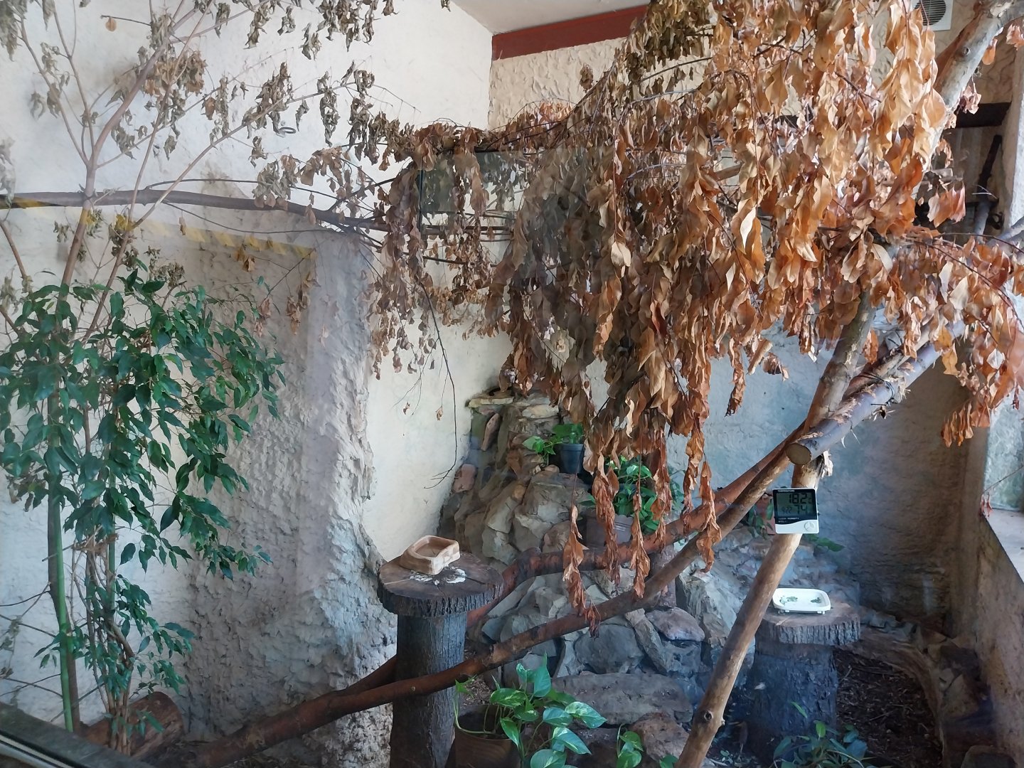 Monkey House - Golden-headed Lion Tamarin (Leontopithecus chrysomelas)