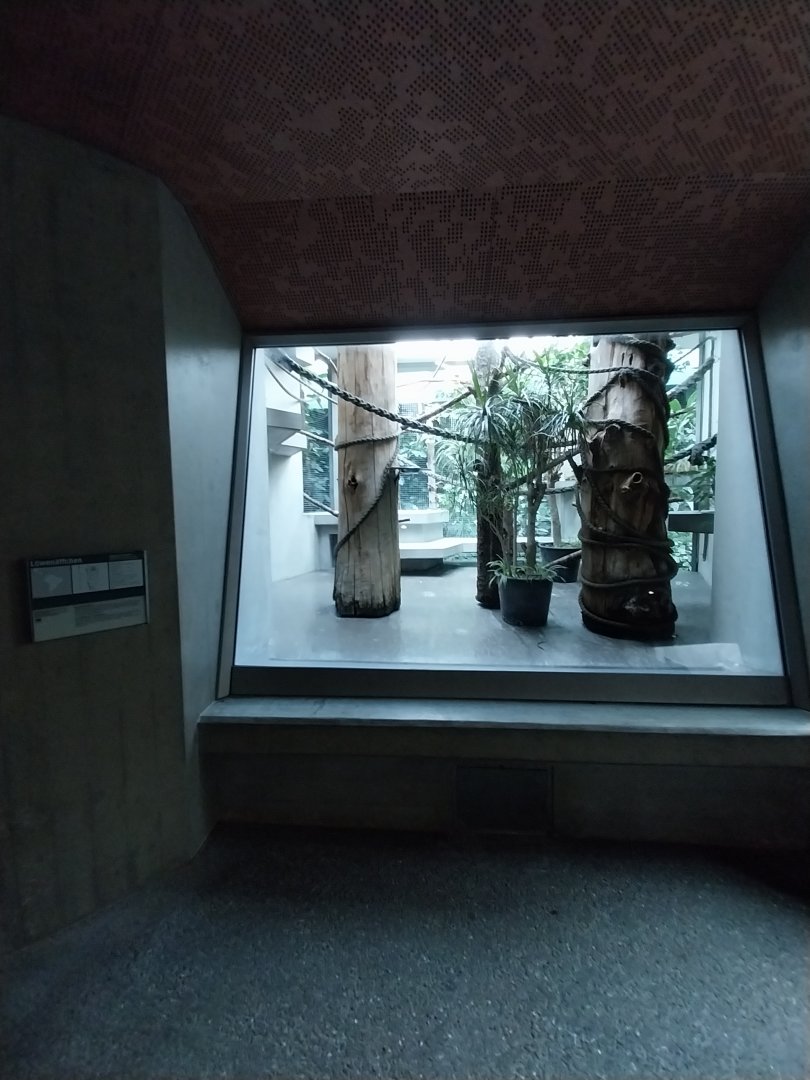 Monkey house - Golden lion tamarin exhibit