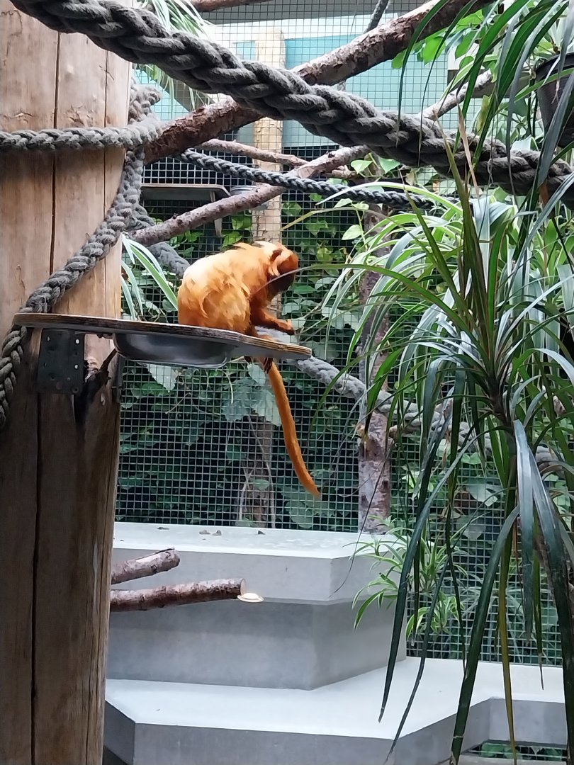 Monkey house - Golden lion tamarin (Leontopithecus rosalia)