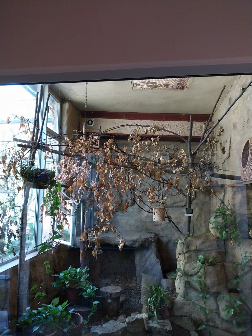 Monkey House - Golden Lion Tamarin (Leontopithecus rosalia)