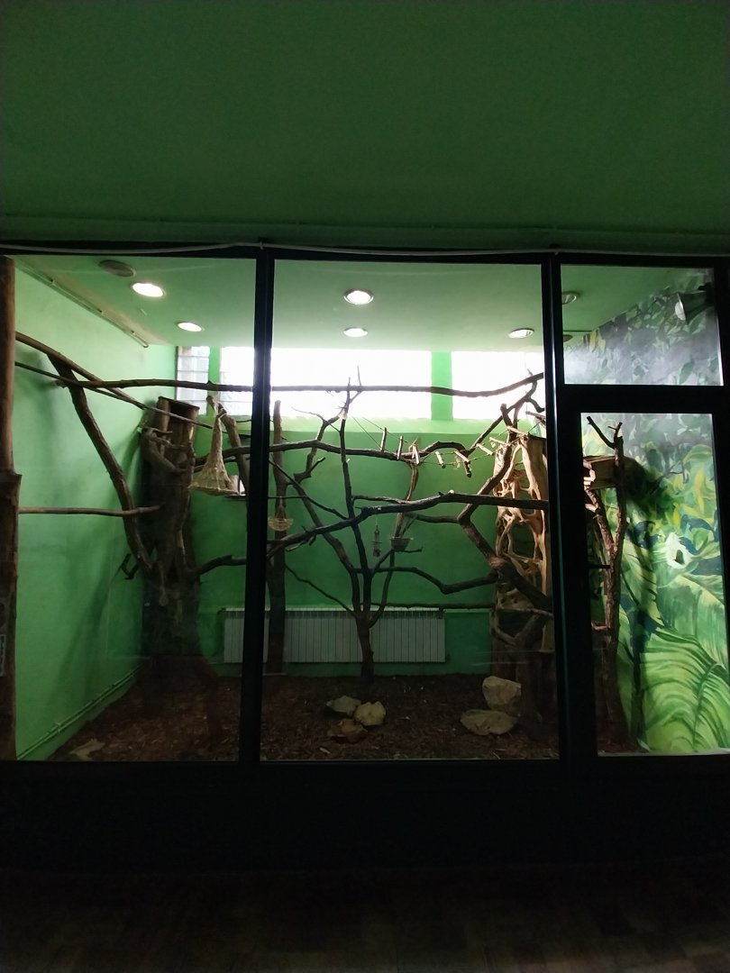 Monkey House - Golden Lion Tamarin (Leontopithecus rosalia)