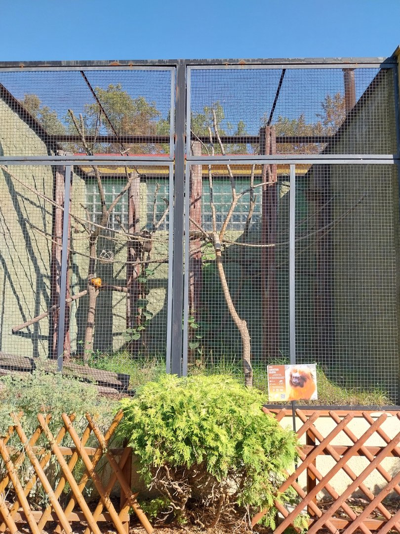 Monkey House - Golden Lion Tamarin (Leontopithecus rosalia)